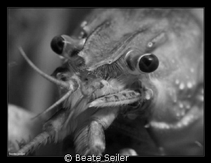 Crayfish 
 by Beate Seiler 